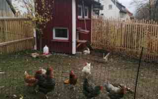 Die Hühner sind in den Garten der Kinderdorffamilie eingezogen